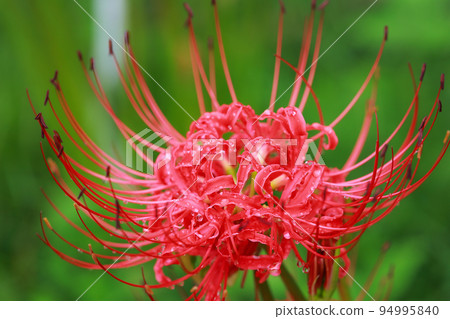 Cluster amaryllis after the rain 94995840