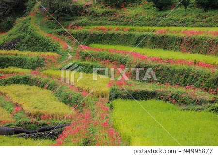 Mt. Tosa Cluster amaryllis blooming on terraced rice fields 94995877