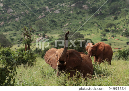 A young African elephant raises its nose to intimidate us A young African elephant raises its nose to intimidate us 94995884