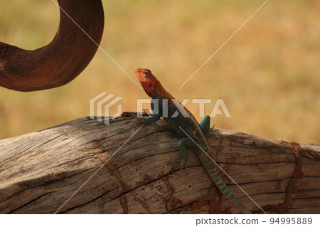 眼睛朝上時的彩虹阿龜 94995889