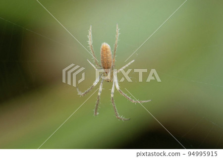 Indian rice spider, Larinia species, Satara, Maharashtra, India 94995915
