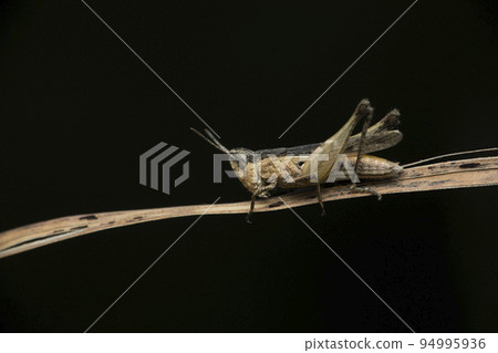 Schistocerca nitens is a species of grasshopper known by several names, including vagrant grasshopper and gray bird grasshopper. It is a close relative of the desert locust, Satara, Maharashtra, India 94995936