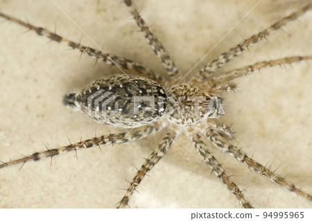 Closeup of Hippasa holmerae, Lawn wolf spider, Satara, Maharashtra, India Closeup of Hippasa holmerae, Lawn wolf spider, Satara, Maharashtra, India 94995965