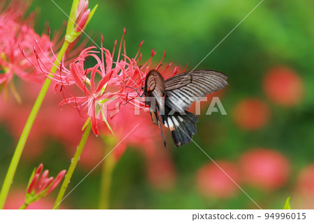 簇狀孤挺花、黑燕尾蝶、黑燕尾蝶 簇狀孤挺花、黑燕尾蝶、黑燕尾蝶 94996015
