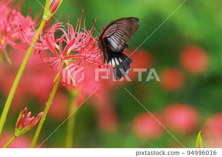簇狀孤挺花、黑燕尾蝶、黑燕尾蝶 簇狀孤挺花、黑燕尾蝶、黑燕尾蝶 94996016