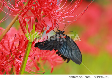 簇狀孤挺花、黑燕尾蝶、黑燕尾蝶 簇狀孤挺花、黑燕尾蝶、黑燕尾蝶 94996030