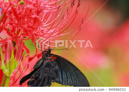 簇狀孤挺花、黑燕尾蝶、黑燕尾蝶 簇狀孤挺花、黑燕尾蝶、黑燕尾蝶 94996032