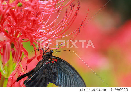 簇狀孤挺花、黑燕尾蝶、黑燕尾蝶 簇狀孤挺花、黑燕尾蝶、黑燕尾蝶 94996033