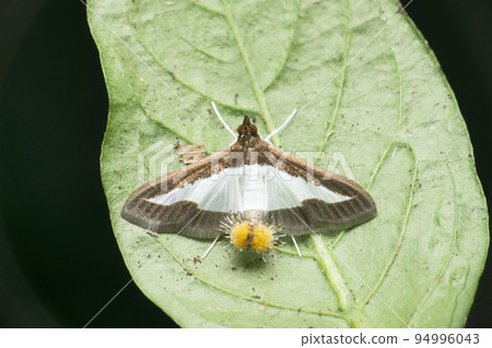 Cucumber moth, Diaphania indica, Satara, Maharashtra, India Cucumber moth, Diaphania indica, Satara, Maharashtra, India 94996043