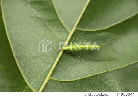 Green lacewing fly, Nothancyla verreauxi, Satara, Maharashtra, India 94996044