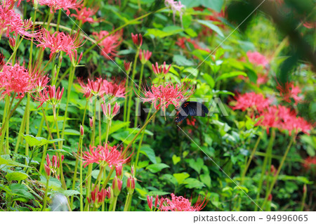 A cluster amaryllis that began to bloom A cluster amaryllis that began to bloom 94996065