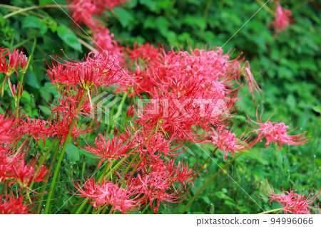 A cluster amaryllis that began to bloom 94996066
