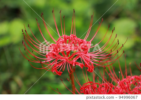 A cluster amaryllis that began to bloom 94996067