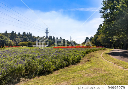 埼玉縣埼玉市大宮花之岡農業公園丹參 94996079