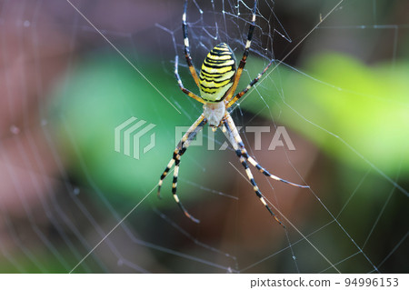 spiderweb spiderweb 94996153