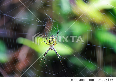 spiderweb  94996156