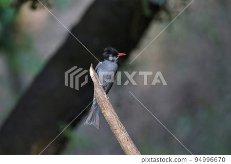 Black bulbul, Hypsipetes leucocephalus, Sattal Uttarakhand, India Black bulbul, Hypsipetes leucocephalus, Sattal Uttarakhand, India 94996670
