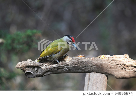 Grey-headed woodpecker, Picus canus, Sattal Uttarakhand, India Grey-headed woodpecker, Picus canus, Sattal Uttarakhand, India 94996674
