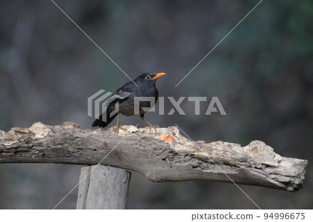 Grey-winged blackbird, Turdus boulboul, Sattal Uttarakhand, India Grey-winged blackbird, Turdus boulboul, Sattal Uttarakhand, India 94996675