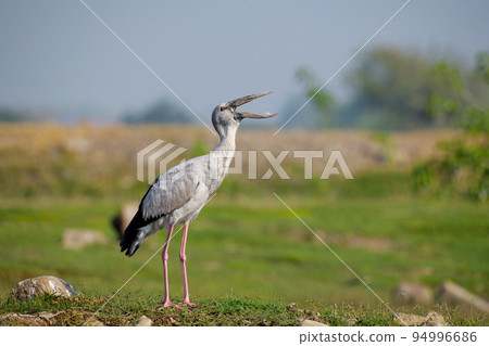 Asian openbill or Asian openbill stork, Anastomus oscitans, Bhigwan, Pune, Maharashtra, India 94996686