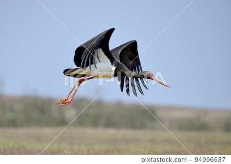Black stork in flight, Ciconia nigra, Kolhapur, Maharashtra, India 94996687