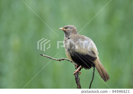Jungle Babbler, Argya striata, Kolhapur, Maharashtra, India Jungle Babbler, Argya striata, Kolhapur, Maharashtra, India 94996821