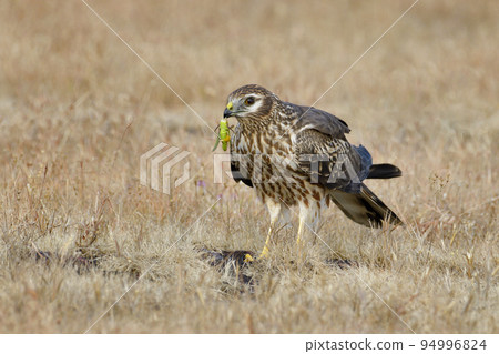 Montagu's harrier Female with Grasshopper kill, Circus pygargus, Kolhapur, Maharashtra, India 94996824