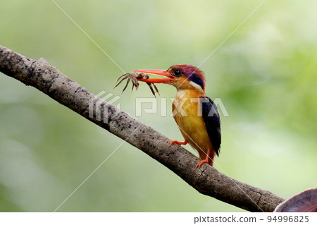 Oriental Dwarf Kingfisher with crab kill, Ceyx erithaca, Sindhudurg, Maharashtra, India 94996825