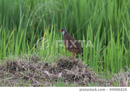 Painted Bush Quail, Perdicula erythrorhyncha, Endemic to India, Kolhapur, Maharashtra, India 94996826