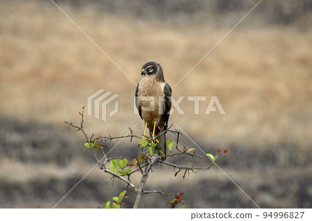 Pale or Pallid Harrier Female, Circus macrourus, Kolhapur, Maharashtra, India 94996827