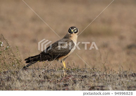 Pale or Pallid Harrier Female, Circus macrourus, Kolhapur, Maharashtra, India Pale or Pallid Harrier Female, Circus macrourus, Kolhapur, Maharashtra, India 94996828