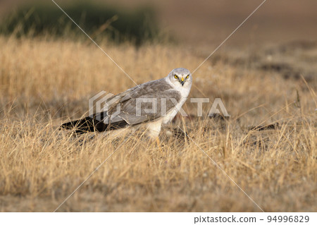 Pale or Pallid Harrier Male, Circus macrourus, Kolhapur, Maharashtra, India Pale or Pallid Harrier Male, Circus macrourus, Kolhapur, Maharashtra, India 94996829