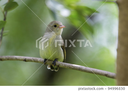 Pale-billed flowerpecker or Tickell's flowerpecker, Dicaeum erythrorhynchos, Kolhapur, Maharashtra, India 94996830