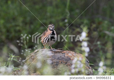 Rain quail or Black-breasted quail, Coturnix coromandelica, Pune, Maharashtra, India 94996831
