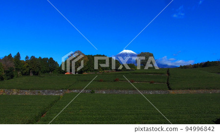 Tea plantation and Mt. Fuji 94996842
