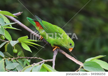 Vernal hanging parrot, Loriculus vernalis, Kolhapur, Maharashtra, India Vernal hanging parrot, Loriculus vernalis, Kolhapur, Maharashtra, India 94996850