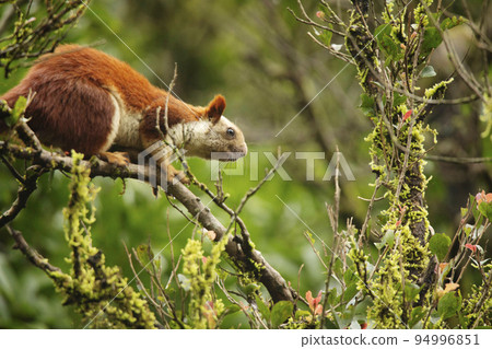 Bhimashankar Giant Squirrel, Ratufa indica bhimashankarus, Bhimashankar, Maharashtra, India Bhimashankar Giant Squirrel, Ratufa indica bhimashankarus, Bhimashankar, Maharashtra, India 94996851