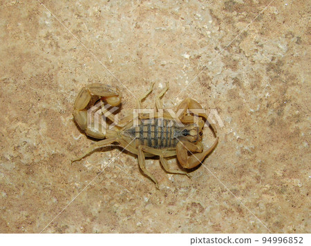 Scorpion top view, Compsobuthus sp, Gujarat, India Scorpion top view, Compsobuthus sp, Gujarat, India 94996852
