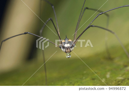 Harvestman Or Daddy long legs closeup face shot, Bhimashankar, India 94996872