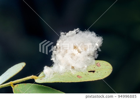 Ichneumon Parasitoid wasp eggs, Satara, Maharashtra, India 94996885