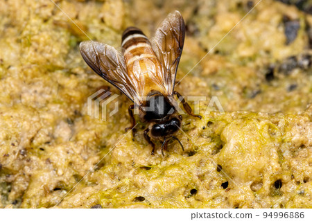 Indian rock bee, Apis dorsata, Pune, Maharashtra, India 94996886