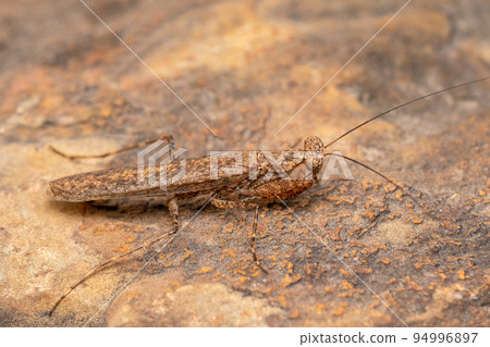 Lateral of Indian Bark Mantis,, Humbertila similis, Satara, Maharashtra, India 94996897