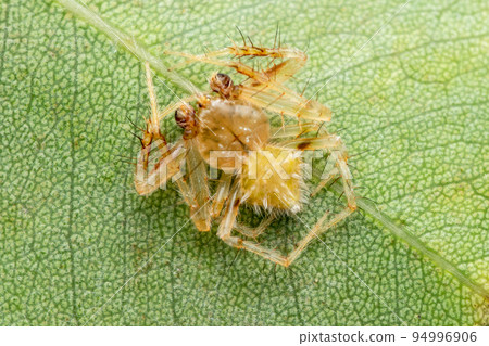 Male of orb weaver spider, Eriovixia laglaizei, Satara, Maharashtra, India 94996906