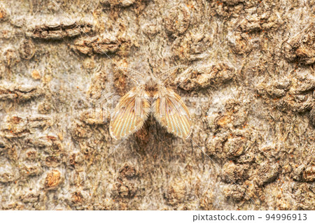 Moth fly, Psychoda grisescens, Satara, Maharashtra, India 94996913