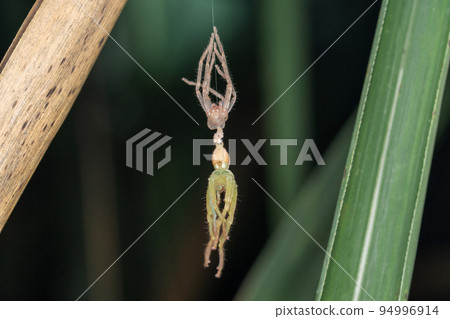 Moulting Green huntsman spider after moulting, Olios melleti, Pune, Maharashtra, India 94996914
