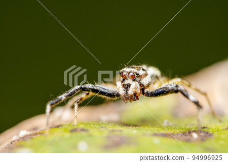 Portrait of jumping spider, Phintella versicolor, Satara, Maharashtra, India 94996925