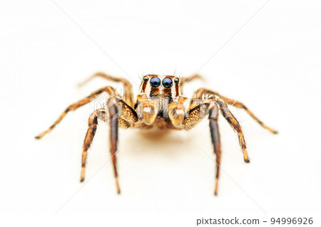 Portrait of Male Jumping spider, Plexippus paykulli,  Pune, Maharashtra, India 94996926