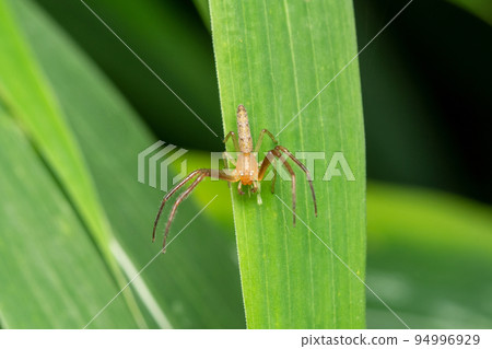 Rare crab spider, Monaeses paradoxus, Satara, Maharashtra, India 94996929