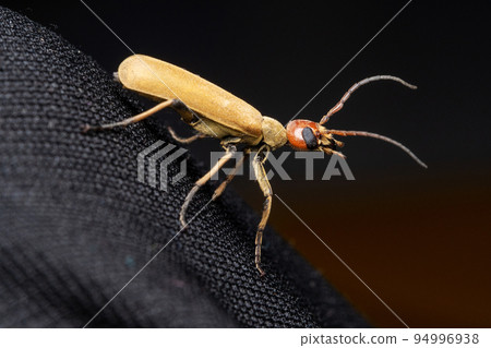 Side view of Blister beetle, Epicauta indicus, Satara, Maharashtra, India Side view of Blister beetle, Epicauta indicus, Satara, Maharashtra, India 94996938