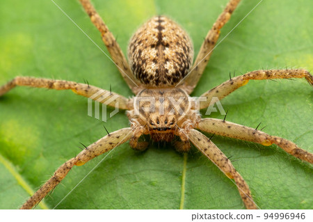 Subadult Female Huntsman spider closeup, Olios bhavnagarensis, Satara, Maharashtra, India 94996946
